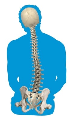 abnormal_curvature_of_the_spine_scoliosis.jpg